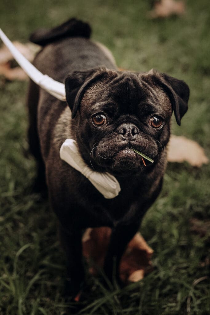Pug dog with bow tie sitting in autumn leaves Carlton Gardens Melbourne engagement session