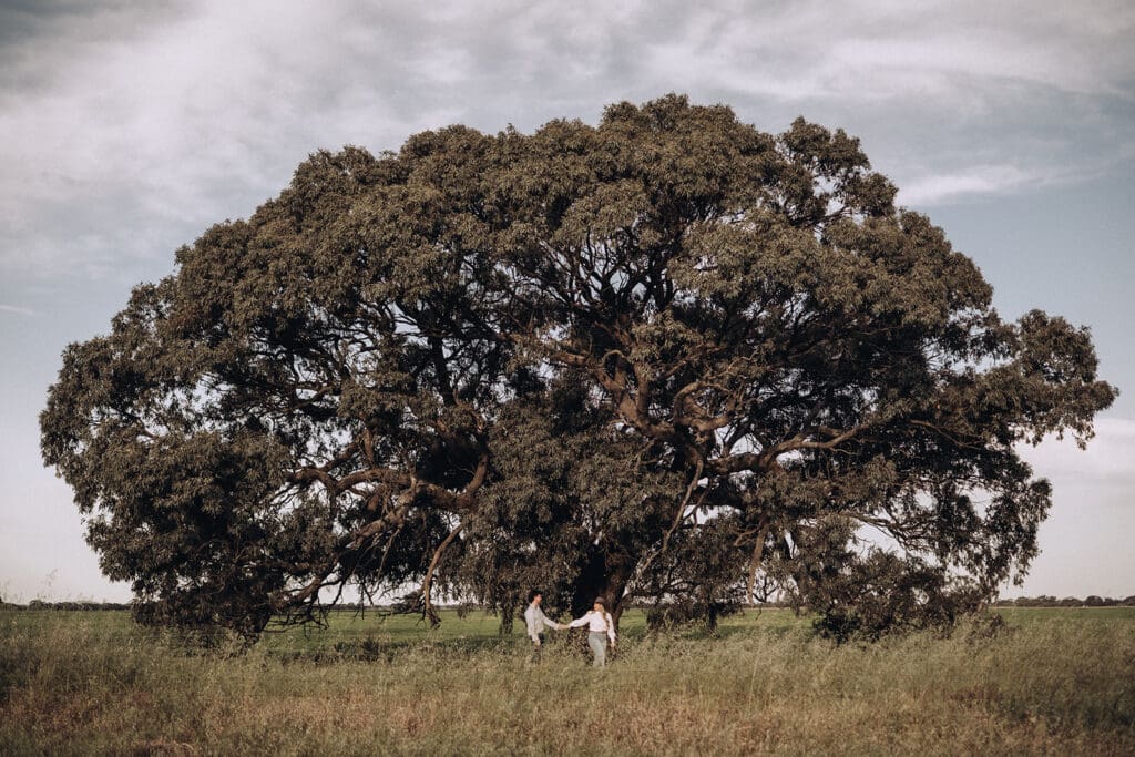 Large old tree standing alone in a paddock in Donald, Victoria, with a person walking in the distance